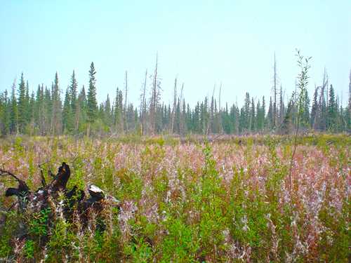 DSC02014.jpg