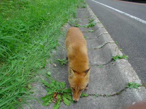 DSC03913.jpg