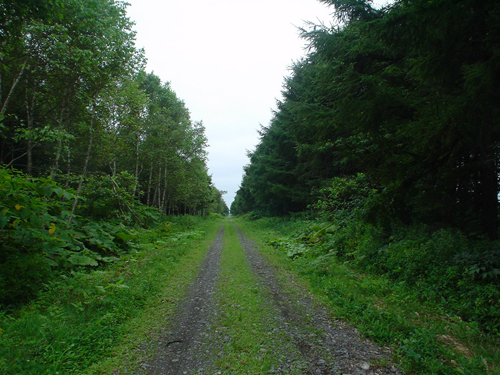 DSC04186.jpg