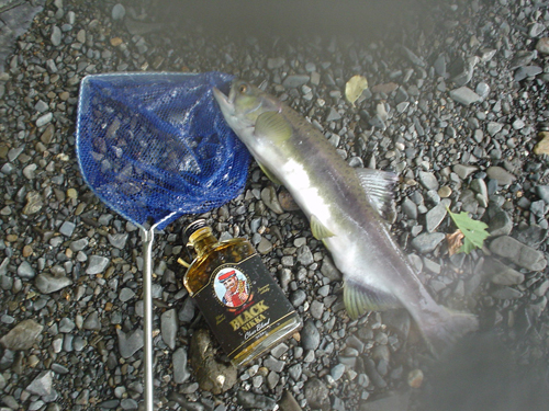 DSC04203.jpg