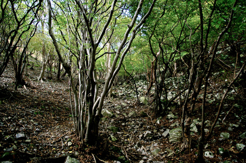 IMGP2381.jpg