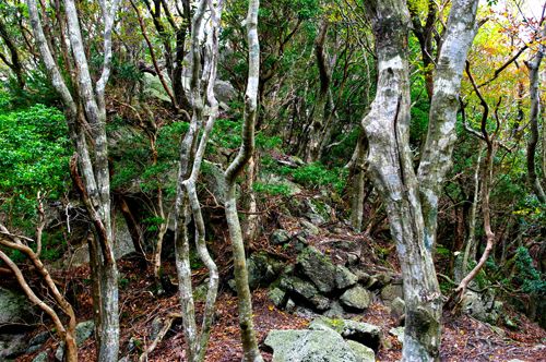 IMGP2796.jpg
