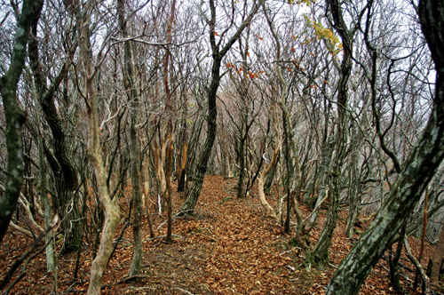 IMGP3284.jpg