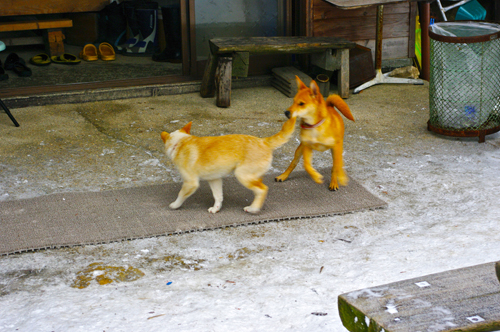 IMGP4279.jpg