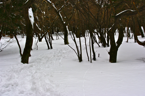 IMGP4965.jpg
