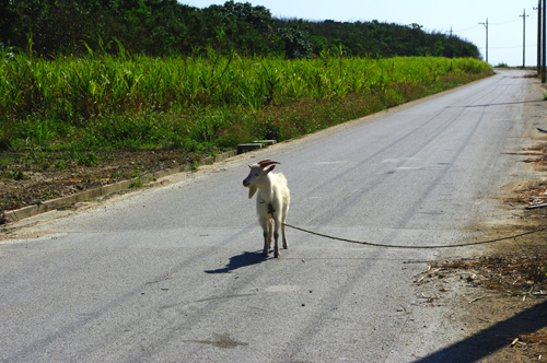 IMGP7228.jpg