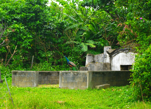 IMGP7933.jpg