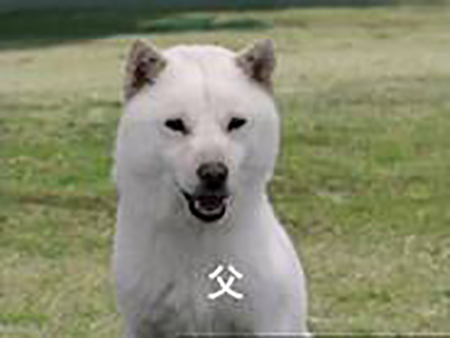 images_20131230091139855.jpeg
