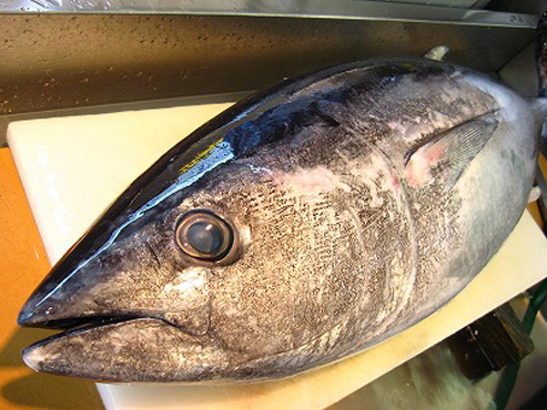 maguro_1_20090727130812.jpg