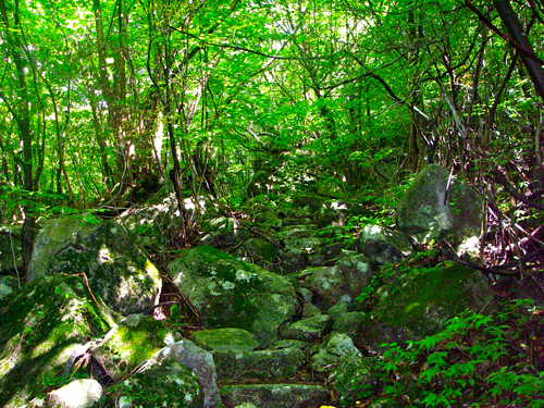 IMGP0290.jpg