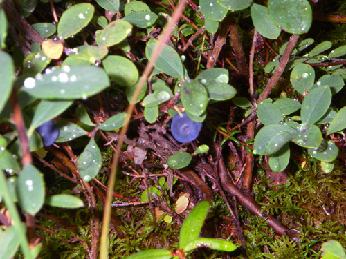 IMGP0930.jpg