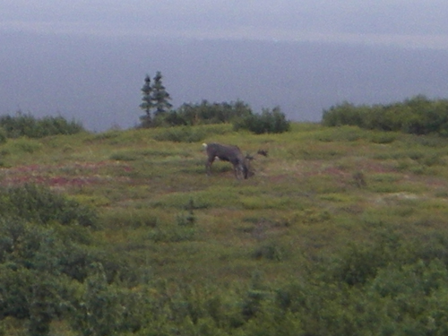 IMGP0979.jpg