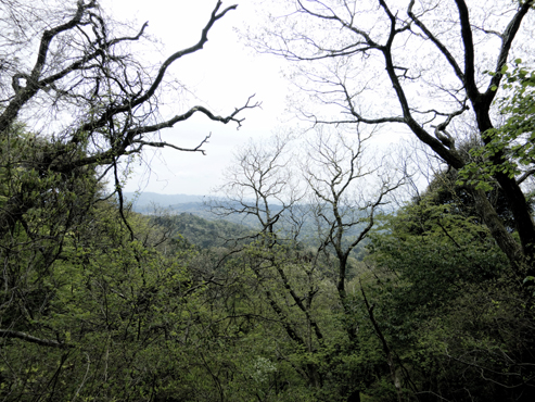 IMG_4289_1.jpg